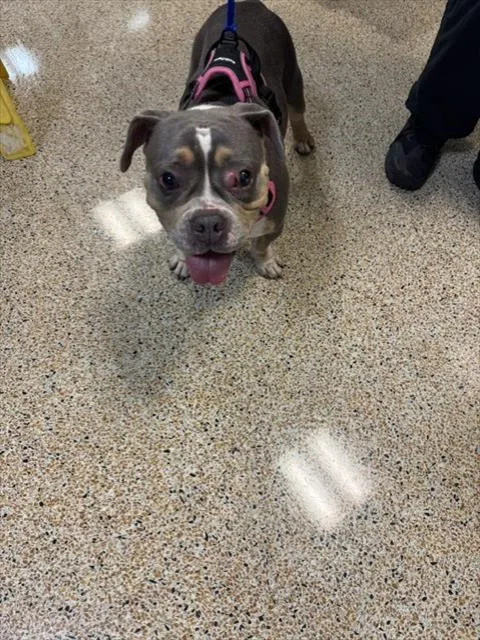 An adult medium-sized female American Bulldog dog named Venus for adoption in Miami, FL
