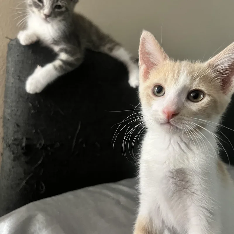 A baby large-sized male Orange & White Domestic Short Hair cat named Apollo for adoption in Santa Ana, CA