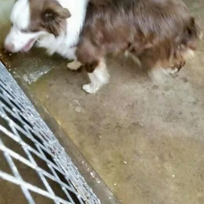 Roscoe