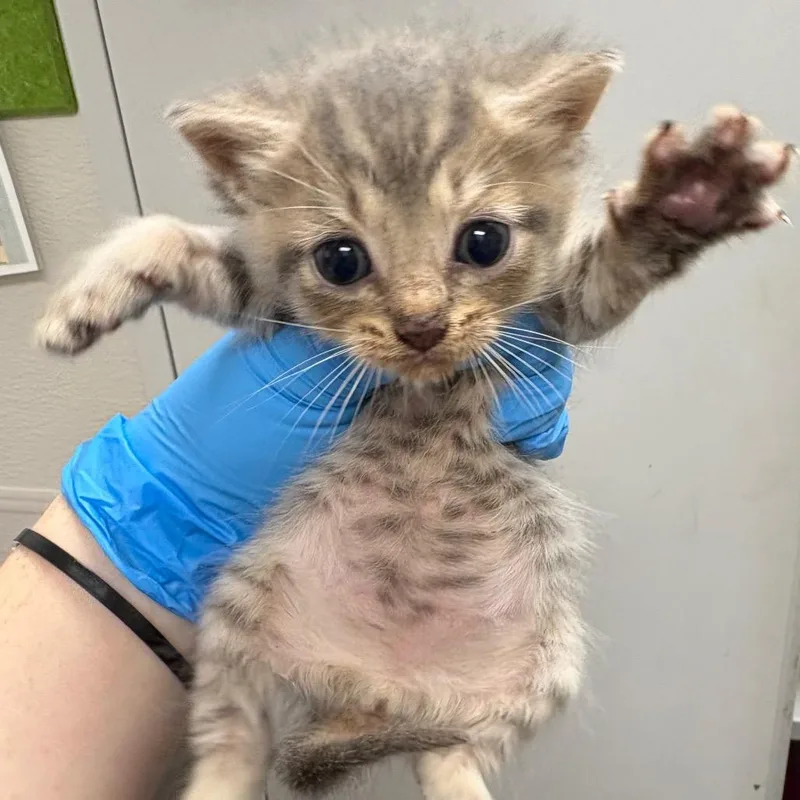 A baby small-sized female Gray / Blue / Silver Domestic Short Hair cat named Ceecee for adoption in Columbiana, AL