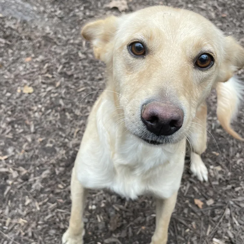 Cheyenne thumbnail 2