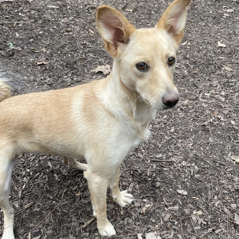 Cheyenne thumbnail 3