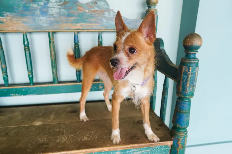 An adult small-sized male Yellow / Tan / Blond / Fawn Border Terrier dog named Biscuit for adoption in San Antonio, TX