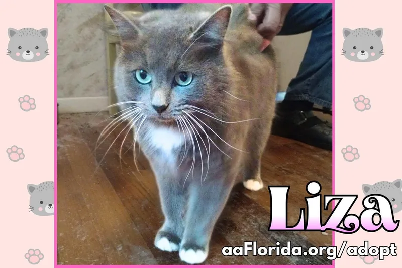 Liza