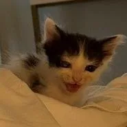 A baby small-sized male Black Domestic Short Hair cat named Wink for adoption in Norman, OK