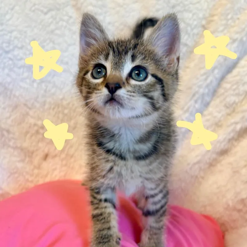 A baby small-sized female Brown / Chocolate Domestic Short Hair cat named River for adoption in Clarksville, AR