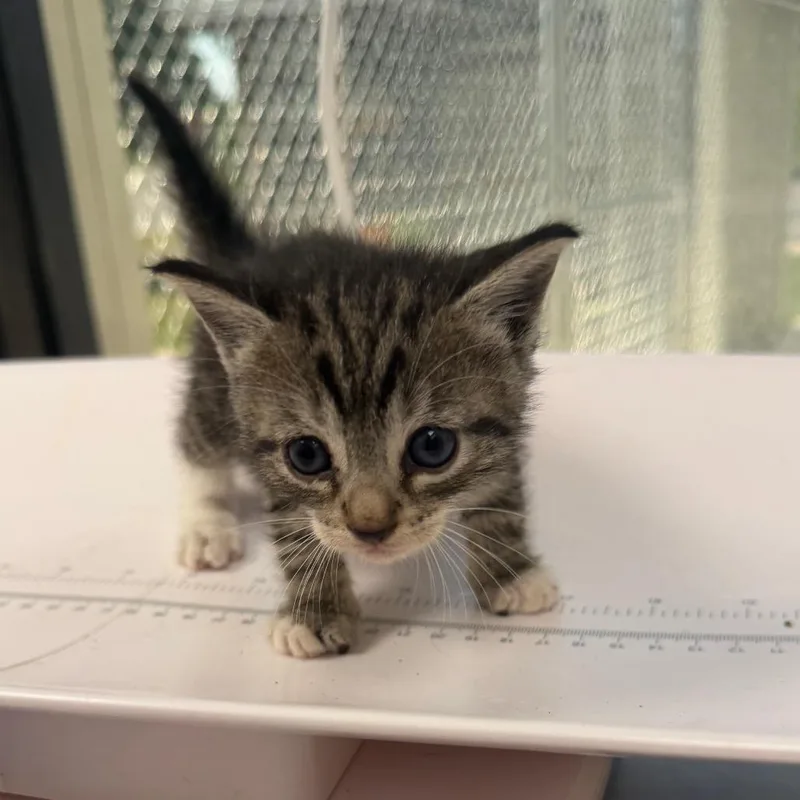A baby small-sized female Domestic Short Hair cat named Rachel for adoption in Columbiana, AL