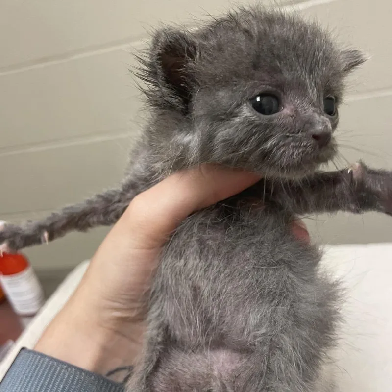 A baby small-sized female Domestic Short Hair cat named Silver for adoption in Bristol, IN