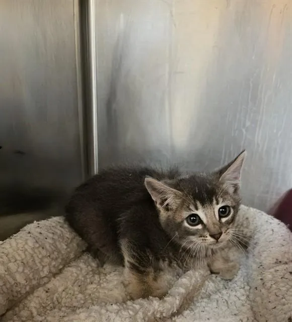 A baby small-sized male Domestic Short Hair cat named Sundae for adoption in Castaic, CA