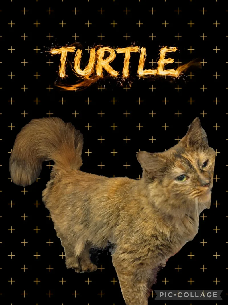 Turtle