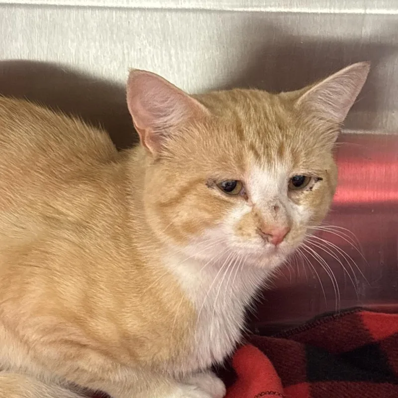 A young medium-sized male Orange / Red Domestic Short Hair cat named Nacho for adoption in Philadelphia, PA