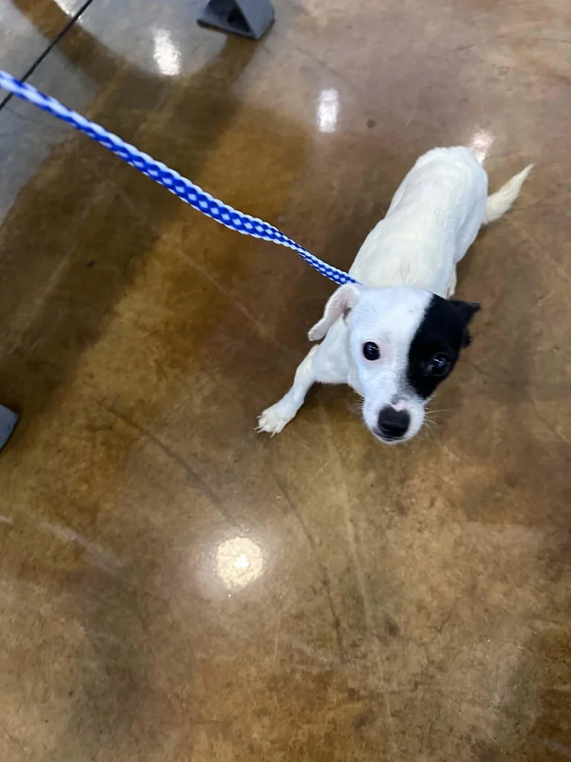 A young small-sized female Chihuahua dog named Indy for adoption in Austin, TX
