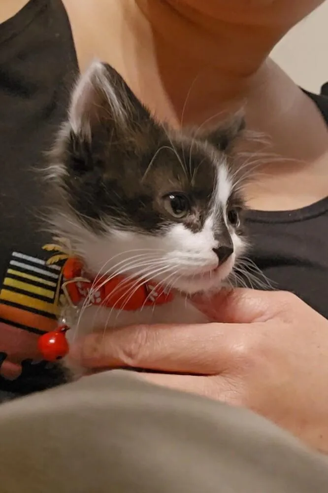 A baby small-sized male Black & White / Tuxedo Domestic Long Hair cat named Mickey Mouse for adoption in Pacifica, CA