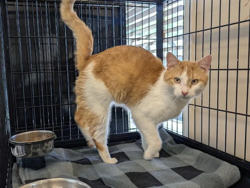 An adult large-sized male Orange & White Domestic Short Hair cat named Ziggy for adoption in Southbury, CT