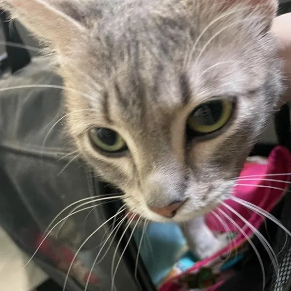 An adult small-sized female Domestic Short Hair cat named Meka for adoption in Des Moines, IA