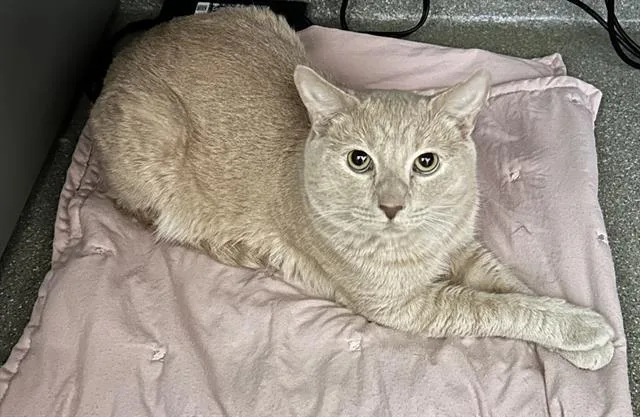 An adult extra large-sized male Domestic Short Hair cat named Mavis for adoption in Las Vegas, NV