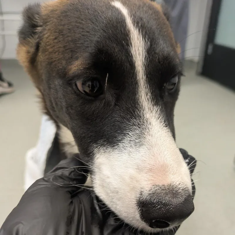 A young medium-sized female Brown / Chocolate Shepherd dog named Demeter for adoption in Abilene, TX
