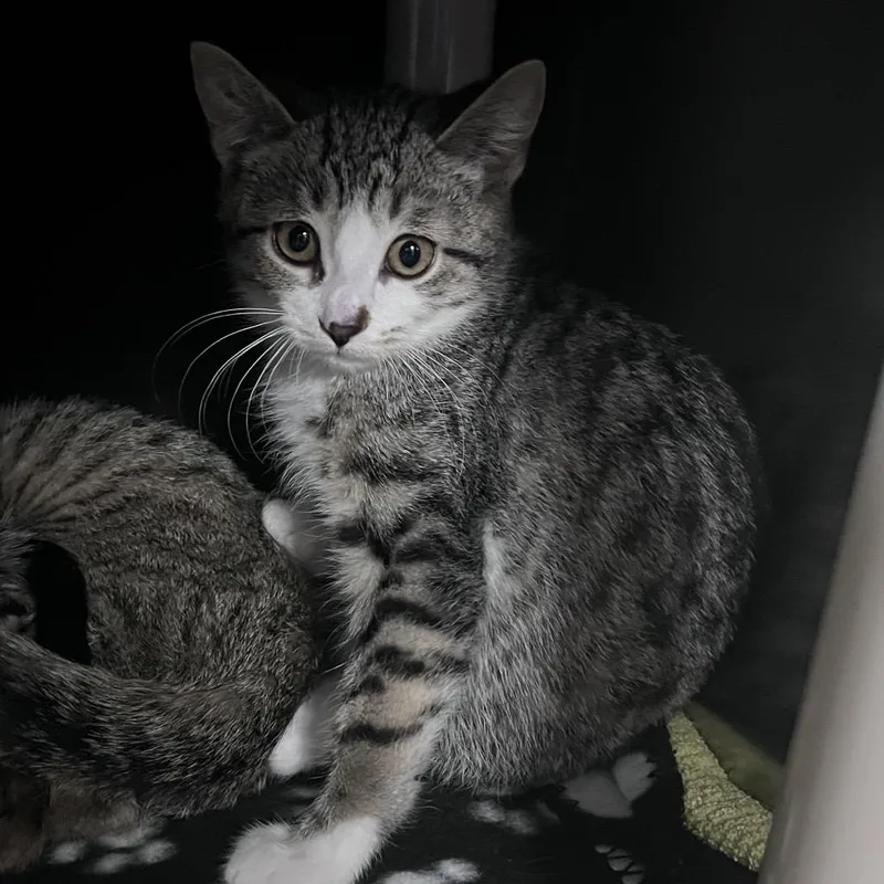 A baby small-sized male Brown / Chocolate Domestic Short Hair cat named Cocoa for adoption in Grand Rapids, MI