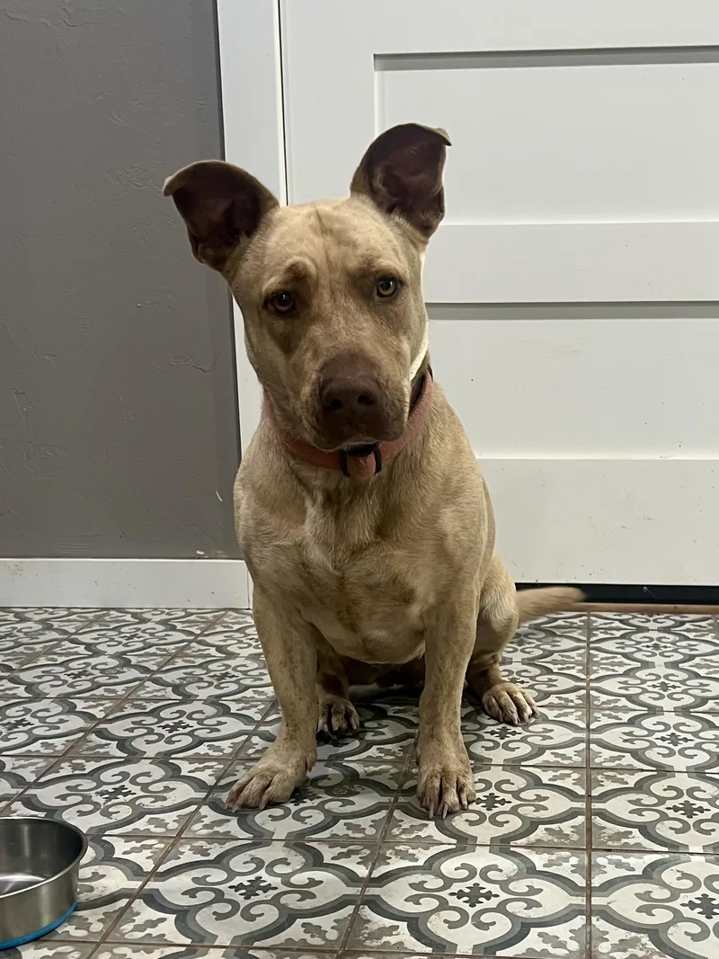 An adult medium-sized female Basset Hound dog named Nala for adoption in Choctaw, OK