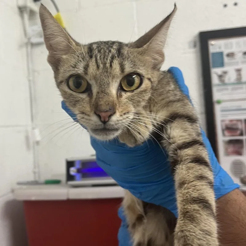 An adult medium-sized female Brown / Chocolate Domestic Short Hair cat named Sally Seashore for adoption in Edinburg, TX
