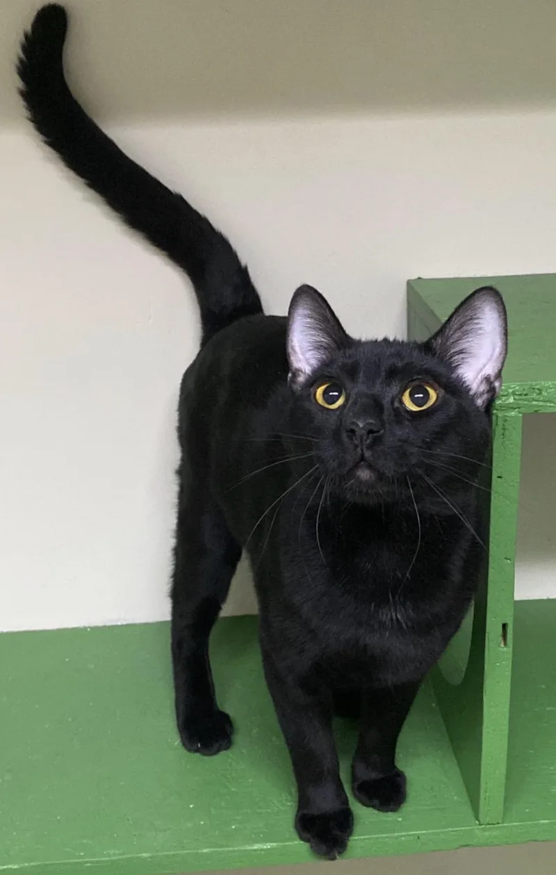 An adult medium-sized male Black Domestic Short Hair cat named Khufu for adoption in Los Angeles, CA
