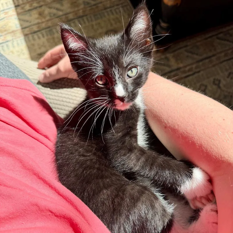 A baby small-sized female Black Domestic Short Hair cat named Key Lime Pie for adoption in Potomac, MD