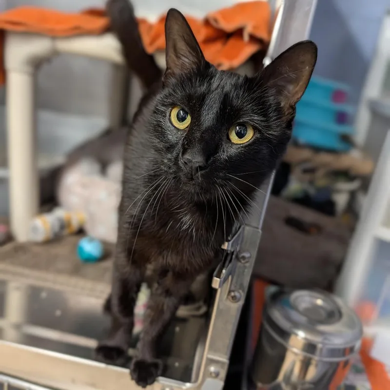 An adult medium-sized female Black Domestic Short Hair cat named Chili Cheese Coney for adoption in Cape Girardeau, MO