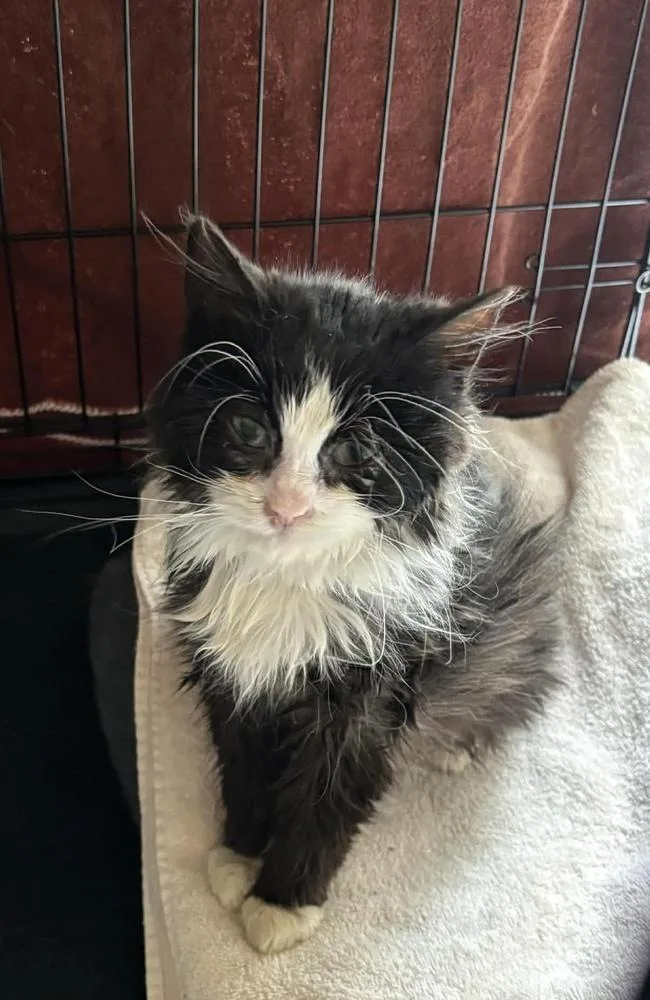 Pinguino thumbnail 2