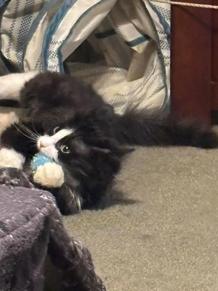 Pinguino thumbnail 3