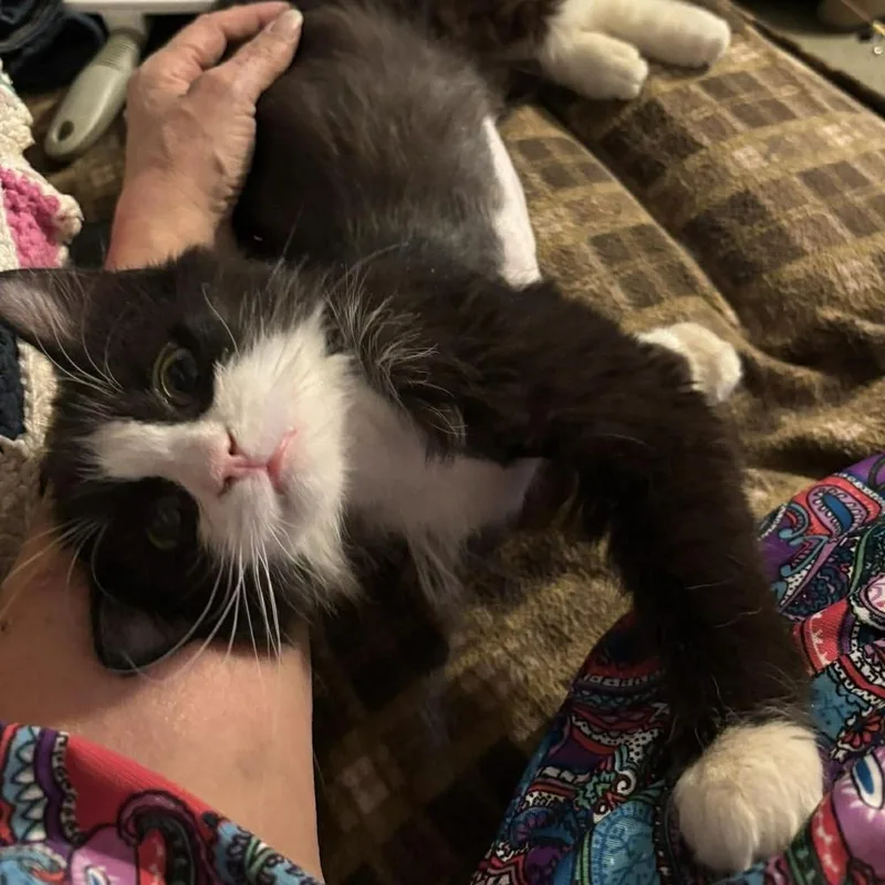 Pinguino thumbnail 4