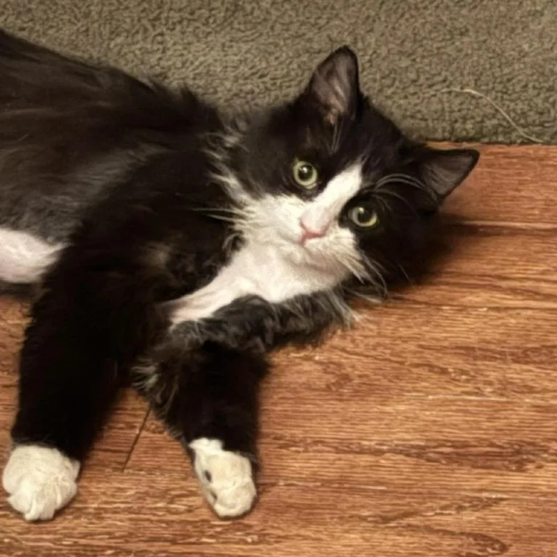 Pinguino thumbnail 5