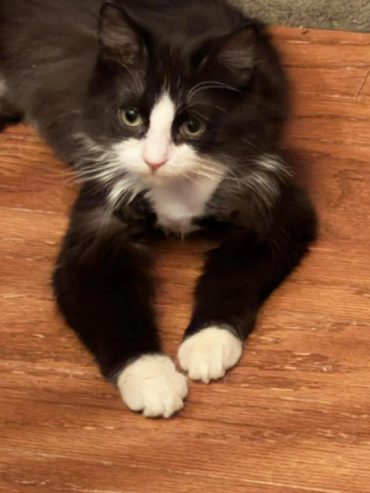 Pinguino thumbnail 6