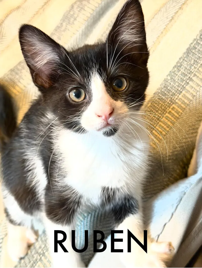 A baby large-sized male Black & White / Tuxedo Domestic Medium Hair cat named Ruben for adoption in Collierville, TN
