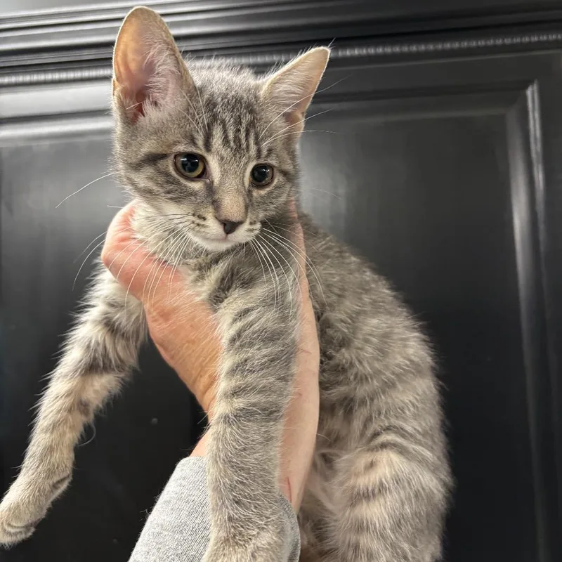 A baby small-sized male Gray / Blue / Silver Domestic Short Hair cat named Ding Dong for adoption in Granville, OH