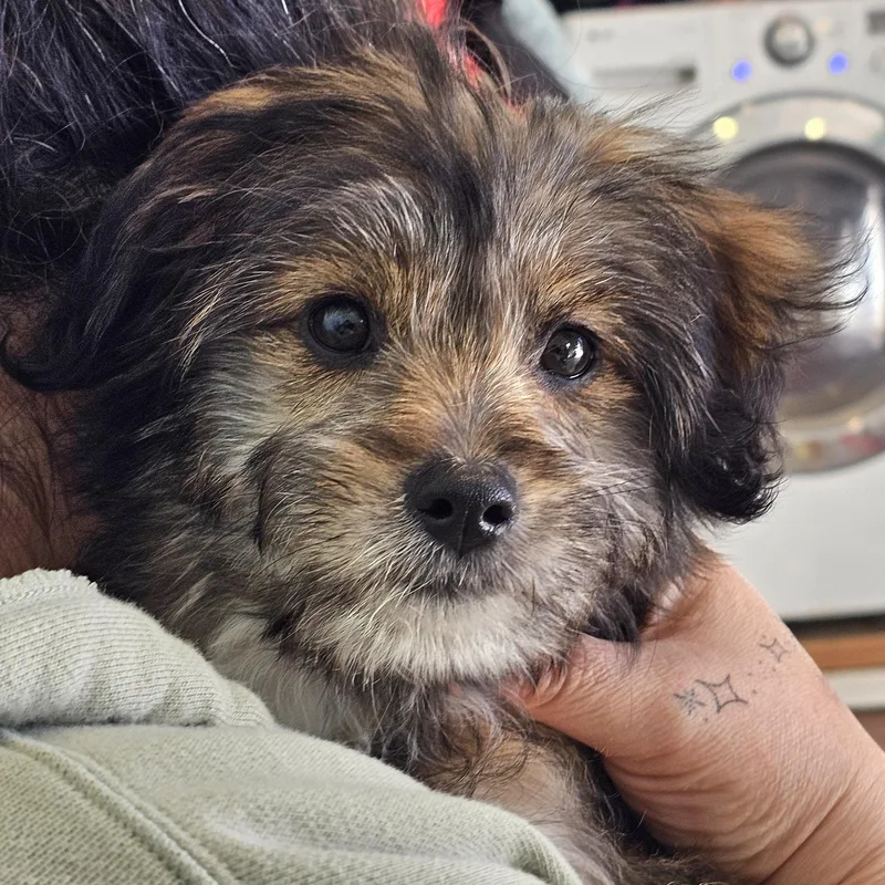 A baby small-sized female Bicolor Terrier dog named Boqueria for adoption in Greenfield, CA