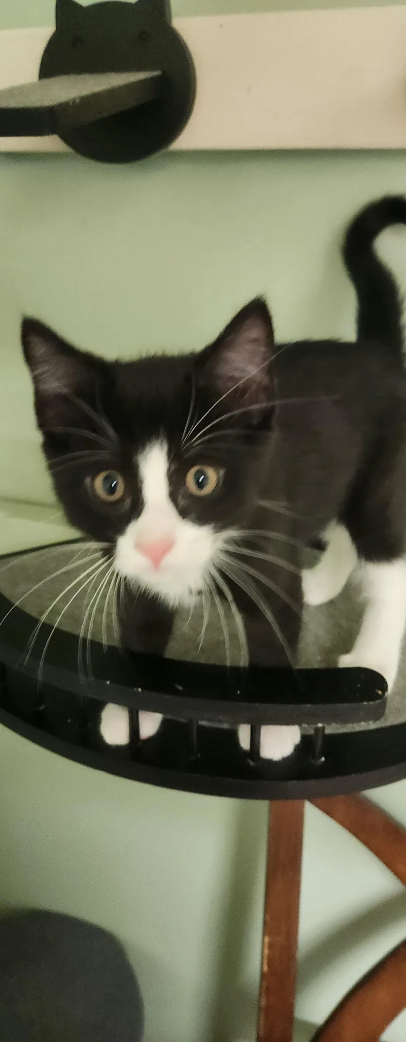 A baby small-sized male Domestic Short Hair cat named Taco for adoption in Stover, MO