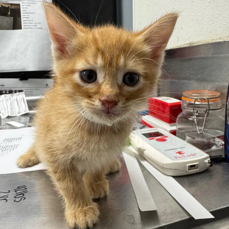 A baby small-sized male Orange / Red Domestic Short Hair cat named Morgan for adoption in Birmingham, AL