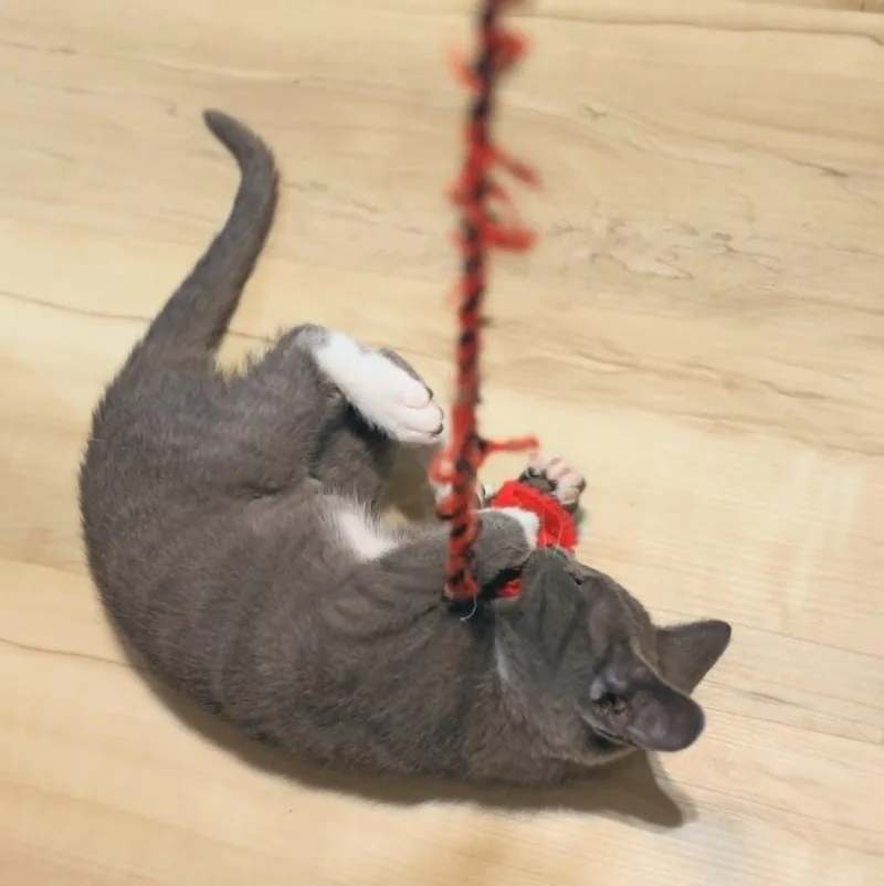 A baby medium-sized female Gray & White Domestic Short Hair cat named Finch for adoption in Pasco, WA