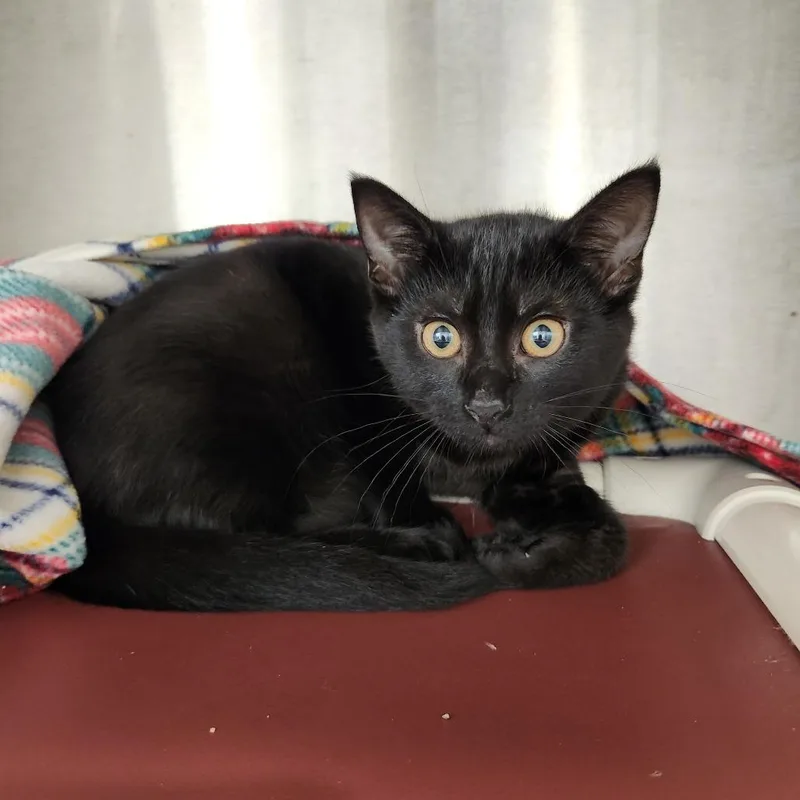 A baby small-sized female Black Domestic Short Hair cat named Shenzi for adoption in Fort Wayne, IN