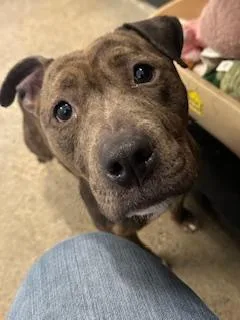 A young medium-sized female Brown / Chocolate Pit Bull Terrier dog named Rookie for adoption in Cleveland, OH