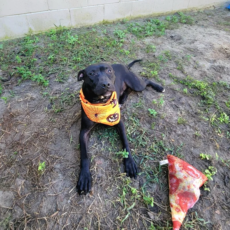 An adult medium-sized male Black Mixed Breed dog named Finn for adoption in Lake Panasoffkee, FL