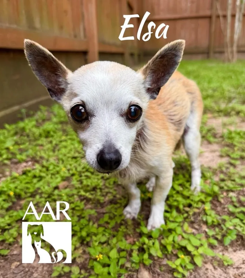 A senior small-sized female Chihuahua dog named Elsa for adoption in Magnolia, TX