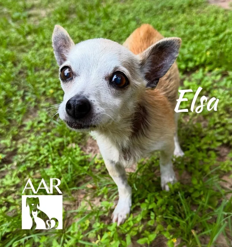Elsa thumbnail 4