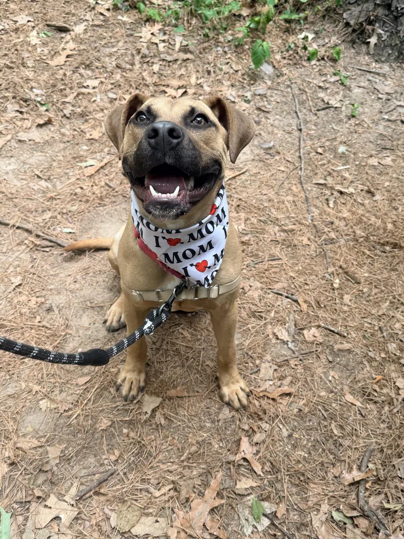 A young medium-sized male Mixed Breed dog named Dane for adoption in Durham, NC