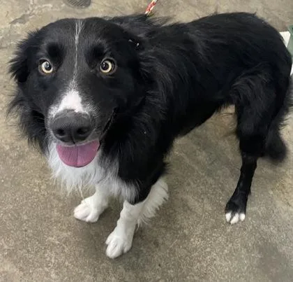 A young medium-sized male Border Collie dog named Sammy for adoption in Sacramento, CA