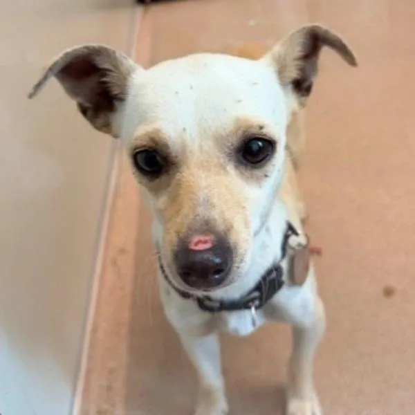 An adult small-sized female Chihuahua dog named Pancake Princess for adoption in Walnut Creek, CA