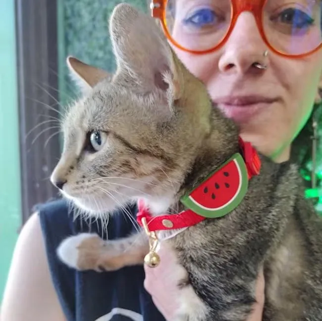A baby medium-sized male Brown / Chocolate Tabby cat named Zakk Wylde for adoption in Brooklyn, NY