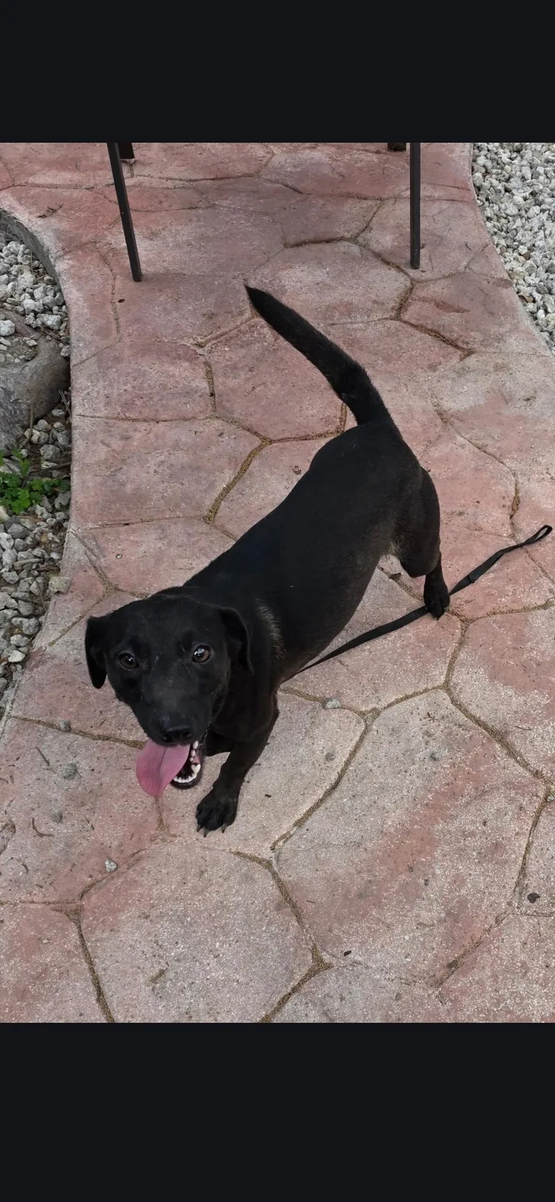 An adult small-sized male Dachshund dog named Tubbs for adoption in Miami, FL
