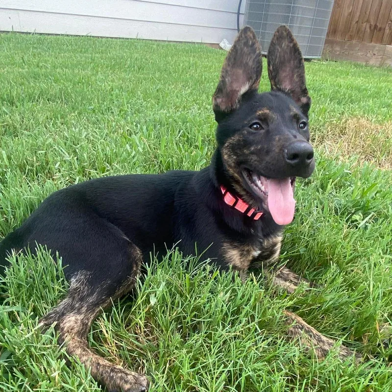 A baby medium-sized female Dutch Shepherd dog named Triss for adoption in Houston, TX