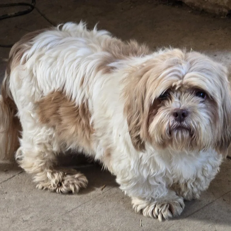 An adult small-sized male Yellow / Tan / Blond / Fawn Shih Tzu dog named Stanley for adoption in Zaleski, OH